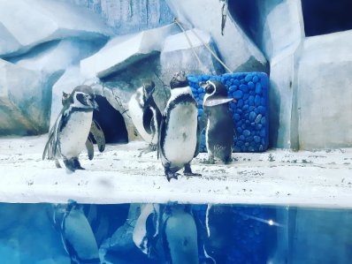 Зоопарк "Пингвинарий" - фото 3