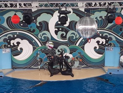 Большой Сочинский дельфинарий Ревьера - фото 2