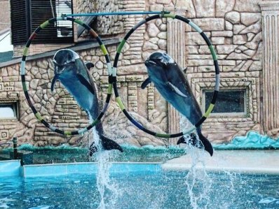 Адлерский дельфинарий - фото 1