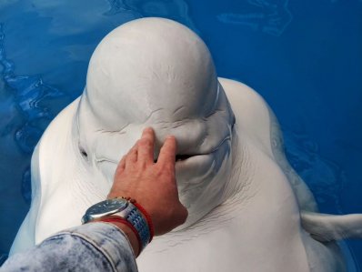 Большой Сочинский дельфинарий Ревьера - фото 8