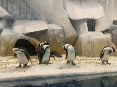 Зоопарк "Пингвинарий" - фото 4