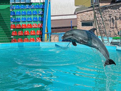 Адлерский дельфинарий - фото 3