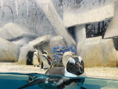 Зоопарк "Пингвинарий"